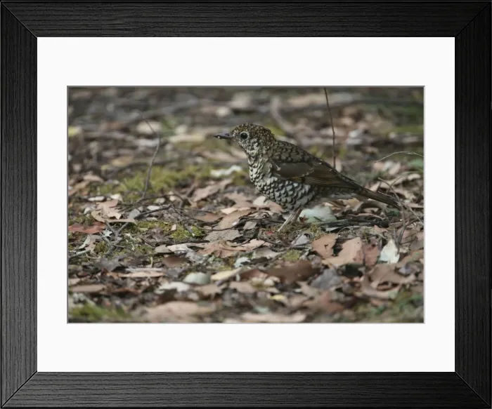 Framed Print : Bassian Thrush - On ground. Hellyer Gorge State Reserve, Tasmania. Inhabits thick rainforests, eucalypt forests and heavily vegetated gardens and gullies in southeast Australia Framed Print : Bassian Thrush - On ground. Hellyer Gorge State Reserve, Tasmania. Inhabits thick rainforests, eucalypt forests and heavily vegetated gardens and gullies in southeast Australia