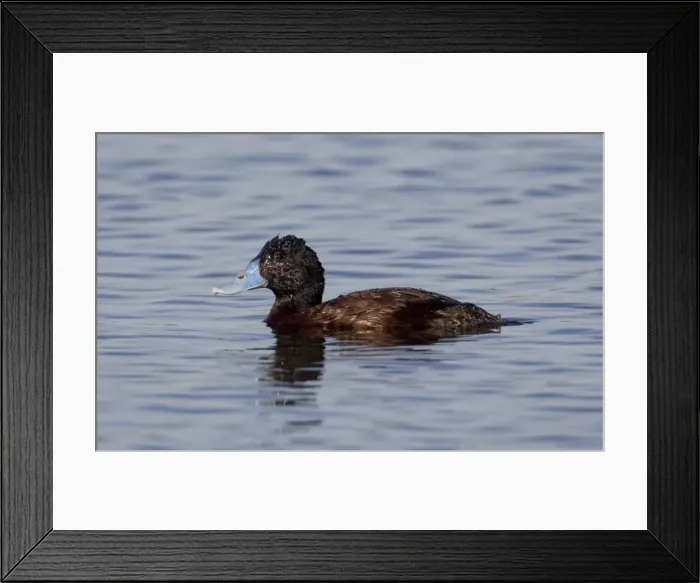 Framed Print : Blue-billed Duck - Male At Herdsman Lake, Perth, Western Australia. This rather wary Australian endemic is found only in the southwest and southeast of Australia Framed Print : Blue-billed Duck - Male At Herdsman Lake, Perth, Western Australia. This rather wary Australian endemic is found only in the southwest and southeast of Australia