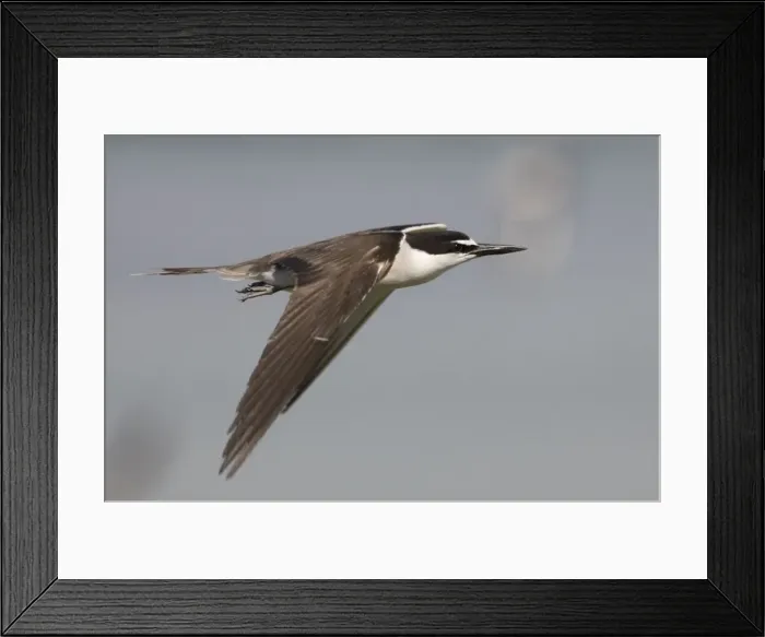 Framed Print : Bridled Tern in flight On Penguin Island, Western Australia. Found around the coasts of Australia except in the south. Widespread in tropical seas often foraging far from land