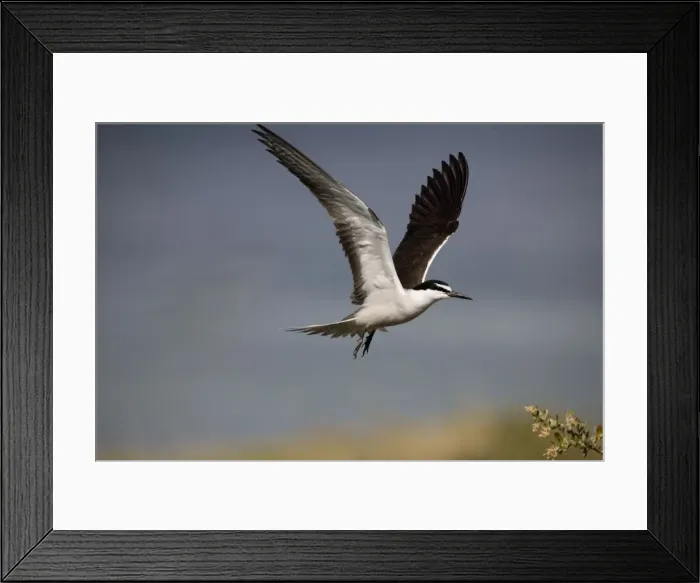 Framed Print : Bridled Tern in flight On Penguin Island, Western Australia. Found around the coasts of Australia except in the south. Widespread in tropical seas often foraging far from land Framed Print : Bridled Tern in flight On Penguin Island, Western Australia. Found around the coasts of Australia except in the south. Widespread in tropical seas often foraging far from land