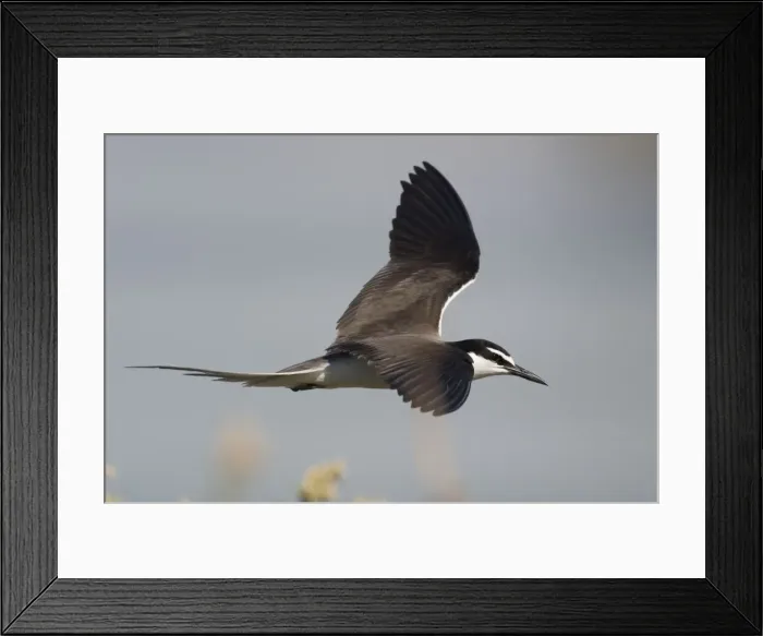 Framed Print : Bridled Tern in flight On Penguin Island, Western Australia. Found around the coasts of Australia except in the south. Widespread in tropical seas often foraging far from land