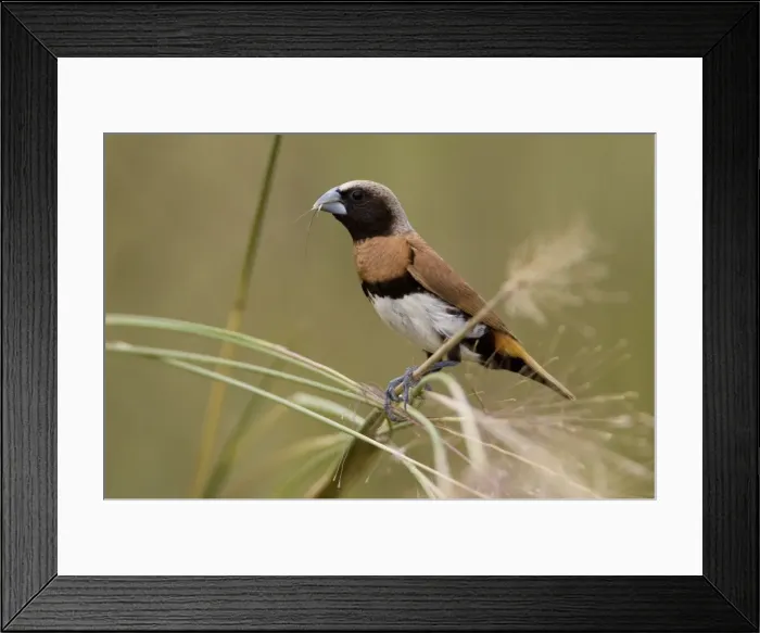 Framed Print : Chestnut-breasted Mannikin Feeding on grasses at Mt Barnett, Kimberley, Western Australia. Found across the north of Australia and some eastern areas usually in grasslands near wet areas Framed Print : Chestnut-breasted Mannikin Feeding on grasses at Mt Barnett, Kimberley, Western Australia. Found across the north of Australia and some eastern areas usually in grasslands near wet areas