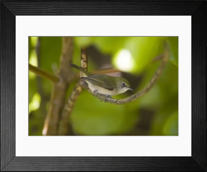 Framed Print : Christmas Island White-eye On Horsburgh Island in the Cocos (Keeling) Islands. Introduced from Christmas Island in the 1800s. Common and flourishing Framed Print : Christmas Island White-eye On Horsburgh Island in the Cocos (Keeling) Islands. Introduced from Christmas Island in the 1800s. Common and flourishing