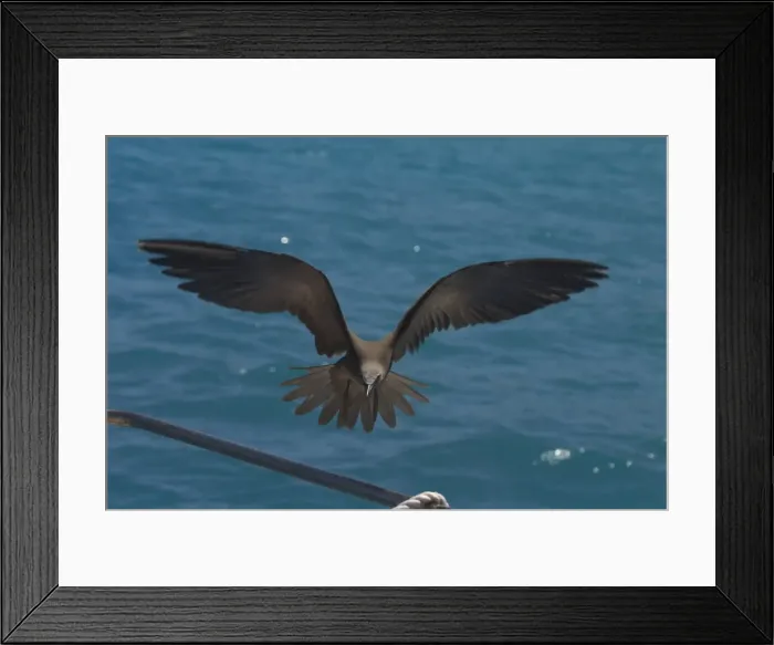 Framed Print : Common Noddy At Pulu Keeling National Park, Cocos (Keeling) Islands, Indian Ocean. About to land on the vessel R. J. Hawke Framed Print : Common Noddy At Pulu Keeling National Park, Cocos (Keeling) Islands, Indian Ocean. About to land on the vessel R. J. Hawke