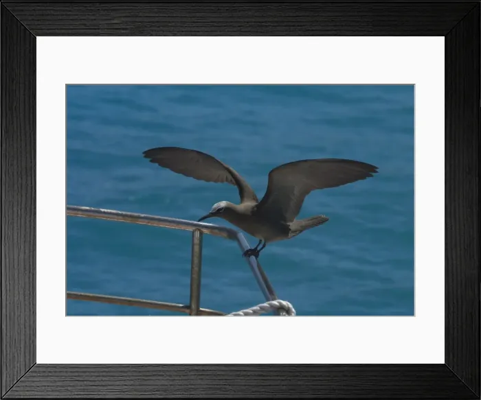 Framed Print : Common Noddy On the vessel R. J. Hawke at Pulu Keeling National Park, Cocos (Keeling) Islands, Indian Ocean Framed Print : Common Noddy On the vessel R. J. Hawke at Pulu Keeling National Park, Cocos (Keeling) Islands, Indian Ocean
