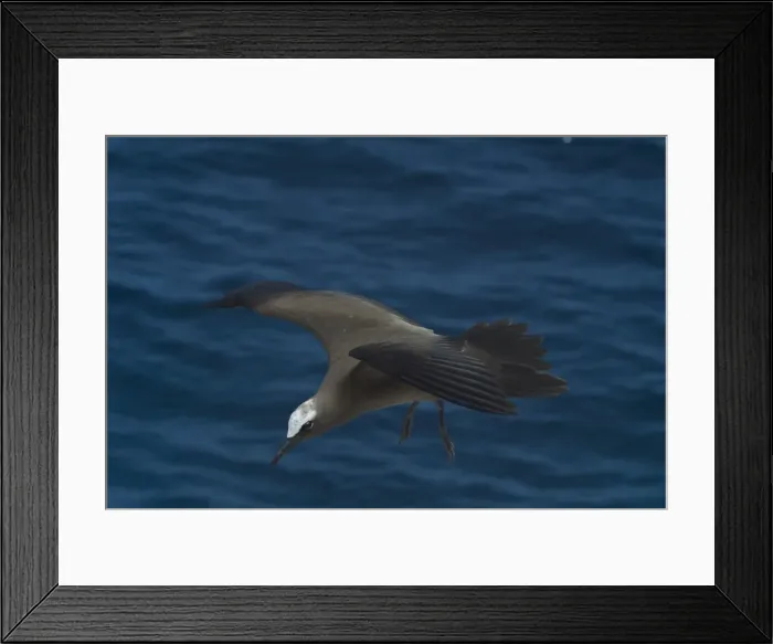 Framed Print : Common Noddy - In flight At Pulu Keeling National Park, Cocos (Keeling) Islands, Indian Ocean Framed Print : Common Noddy - In flight At Pulu Keeling National Park, Cocos (Keeling) Islands, Indian Ocean