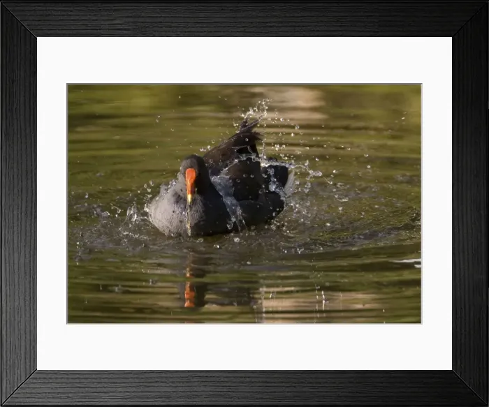 Framed Print : Dusky Moorhen bathing At a small lake at Karrinyup Waters. Found in a wide variety of wetlands in the south east and south west of Australia Framed Print : Dusky Moorhen bathing At a small lake at Karrinyup Waters. Found in a wide variety of wetlands in the south east and south west of Australia