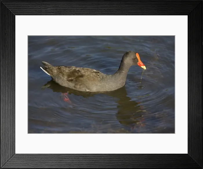 Framed Print : Dusky Moorhen At Karrinyup Waters lake, Perth. With a strand of aquatic vegetation. Common in wetlands in the southeast and southwest of Australia Framed Print : Dusky Moorhen At Karrinyup Waters lake, Perth. With a strand of aquatic vegetation. Common in wetlands in the southeast and southwest of Australia