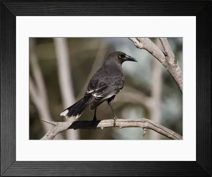 Framed Print : Grey Currawong This is the Western Australian race in Dryandra State Forest. A variable species found across southern Australia in open woodland, mallee, scrub and farmlands Framed Print : Grey Currawong This is the Western Australian race in Dryandra State Forest. A variable species found across southern Australia in open woodland, mallee, scrub and farmlands