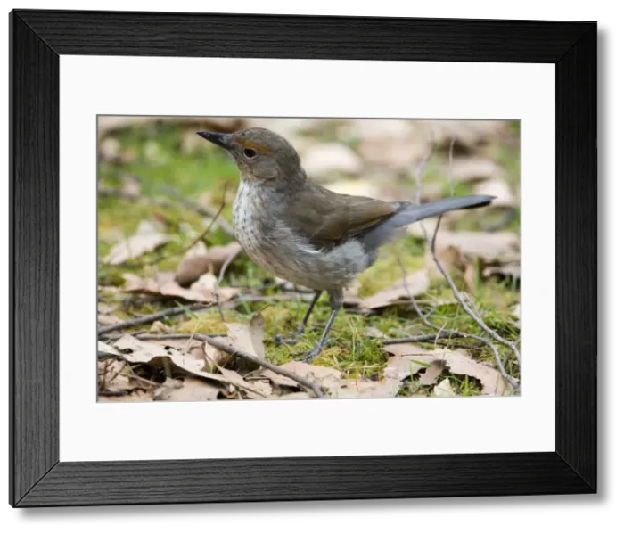 Framed Print : Grey Shrike-thrush - On ground Juvenile from Hellyer Gorge State Reserve, Tasmania. Widespread throughout most of Australia in a wide variety of habitats from coastal forests to the arid interior Framed Print : Grey Shrike-thrush - On ground Juvenile from Hellyer Gorge State Reserve, Tasmania. Widespread throughout most of Australia in a wide variety of habitats from coastal forests to the arid interior