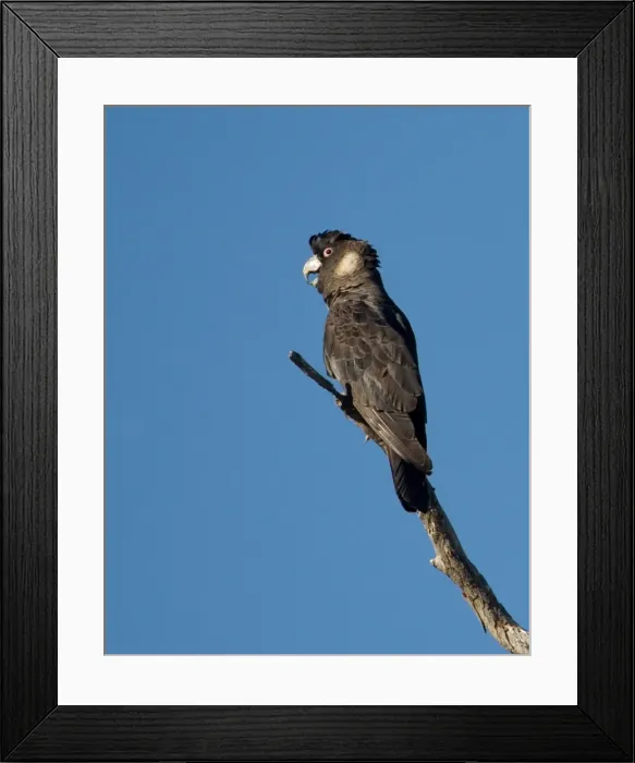 Framed Print : Long-billed Black Cockatoo / Baudin's / White-tailed Cockatoo - Perched on branch. Inhabits forests only in the extreme southwest of Western Australia. Regarded as vulnerable and near-threatened Framed Print : Long-billed Black Cockatoo / Baudin's / White-tailed Cockatoo - Perched on branch. Inhabits forests only in the extreme southwest of Western Australia. Regarded as vulnerable and near-threatened