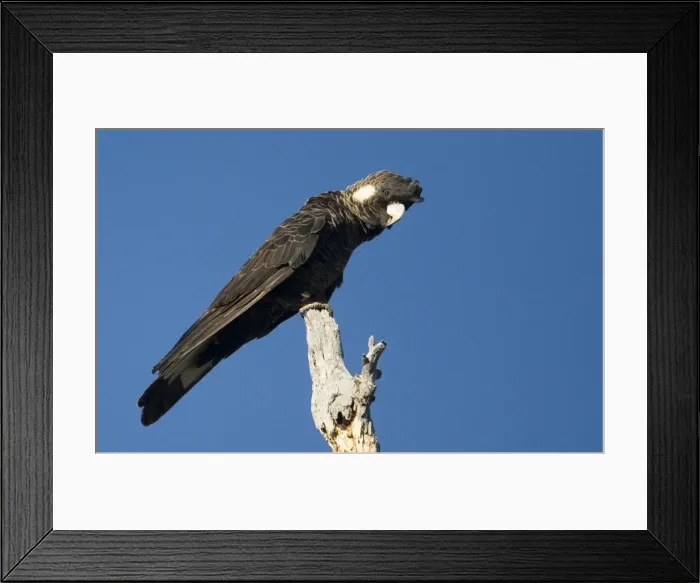 Framed Print : Long-billed Black Cockatoo / Baudin's / White-tailed Cockatoo - Perched on branch. Inhabits forests only in the extreme southwest of Western Australia. Regarded as vulnerable and near-threatened Framed Print : Long-billed Black Cockatoo / Baudin's / White-tailed Cockatoo - Perched on branch. Inhabits forests only in the extreme southwest of Western Australia. Regarded as vulnerable and near-threatened