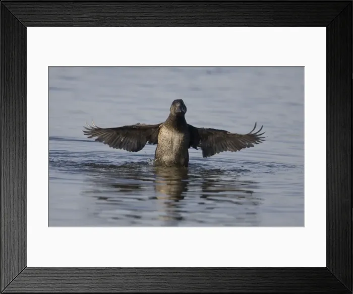 Framed Print : Musk Duck female - In water with wings outstretched. At Herdsman Lake in Perth. Found only in the far southeast and southwest of Australia where it inhabits deep lakes and swamps with dense vegetation Framed Print : Musk Duck female - In water with wings outstretched. At Herdsman Lake in Perth. Found only in the far southeast and southwest of Australia where it inhabits deep lakes and swamps with dense vegetation