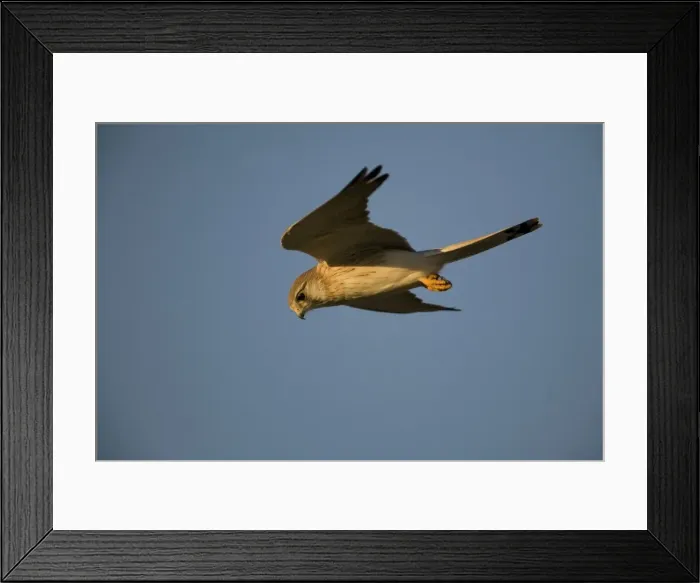 Framed Print : Nankeen Kestrel in flight at dawn. Found throughout most of Australia in a wide variety of habitats. Hovering near the wharf in Broome, Western Australia Framed Print : Nankeen Kestrel in flight at dawn. Found throughout most of Australia in a wide variety of habitats. Hovering near the wharf in Broome, Western Australia