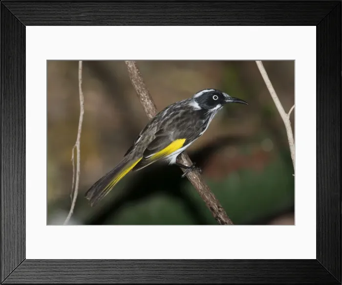 Framed Print : New Holland Honeyeater. Perched on branch. A common, active, busy, aggressive and noisy honeyeater inhabiting woodlands, undergrowth, coastal heaths, mallee and urban areas with flowering trees Framed Print : New Holland Honeyeater. Perched on branch. A common, active, busy, aggressive and noisy honeyeater inhabiting woodlands, undergrowth, coastal heaths, mallee and urban areas with flowering trees