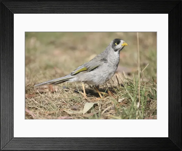 Framed Print : Noisy Miner - On ground In Hobart Botanic Gardens, Tasmania. Found throughout southeast Australia and Tasmania. Inhabits open woodlands and well-vegetated urban areas. Common Framed Print : Noisy Miner - On ground In Hobart Botanic Gardens, Tasmania. Found throughout southeast Australia and Tasmania. Inhabits open woodlands and well-vegetated urban areas. Common