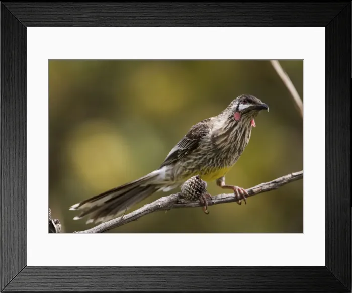 Framed Print : Red Wattlebird - erched on branch At Two People's Bay, Western Australia. Inhabits eucalypt woodlands, forests and gardens with flowering trees across the south of Australia Framed Print : Red Wattlebird - erched on branch At Two People's Bay, Western Australia. Inhabits eucalypt woodlands, forests and gardens with flowering trees across the south of Australia