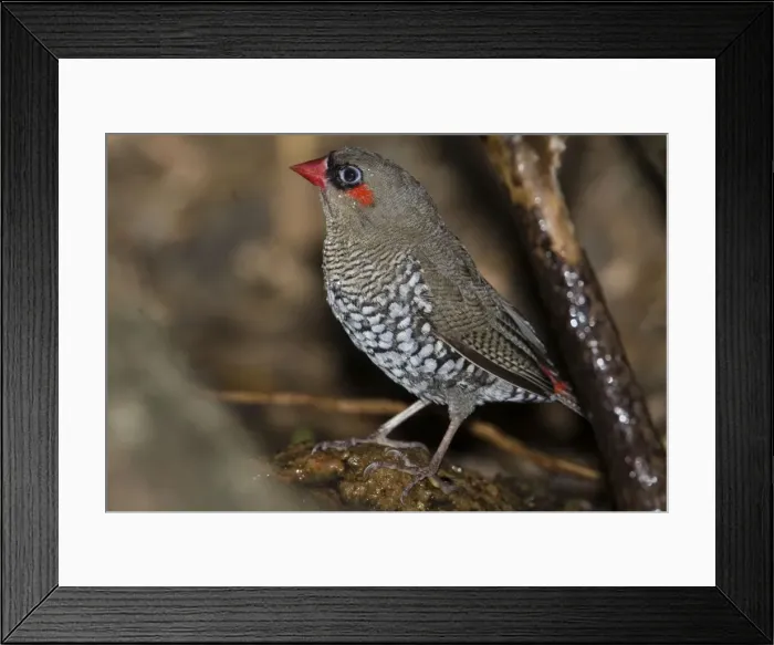 Framed Print : Red-eared Firetail - on ground. Endemic to the extreme southwest of Western Australia. Inhabits dense forest undergrowth and scrub. Solitary or in small family parties but never in flocks. Uncommon Framed Print : Red-eared Firetail - on ground. Endemic to the extreme southwest of Western Australia. Inhabits dense forest undergrowth and scrub. Solitary or in small family parties but never in flocks. Uncommon