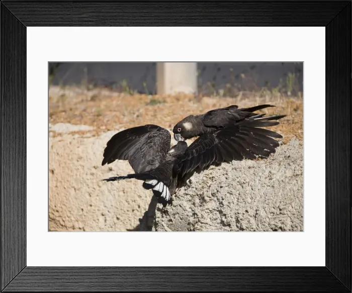 Framed Print : Short-billed Black-Cockatoo / Carnaby's Black-Cockatoo. At Cowaramup Bay, south of Perth. Adult feeding flying chick. They were part of a flock drinking in a creek nearby. Endemic to the far southwest of Western Australia Framed Print : Short-billed Black-Cockatoo / Carnaby's Black-Cockatoo. At Cowaramup Bay, south of Perth. Adult feeding flying chick. They were part of a flock drinking in a creek nearby. Endemic to the far southwest of Western Australia