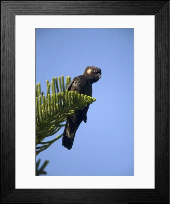 Framed Print : Short-billed Black-Cockatoo / Carnaby's Black-Cockatoo. Near a creek in Cowaramup Bay, south of Perth. Endemic to the far southwest of Western Australia. Inhabits forests and woodlands and pine plantations. Sometimes in Perth suburbs Framed Print : Short-billed Black-Cockatoo / Carnaby's Black-Cockatoo. Near a creek in Cowaramup Bay, south of Perth. Endemic to the far southwest of Western Australia. Inhabits forests and woodlands and pine plantations. Sometimes in Perth suburbs