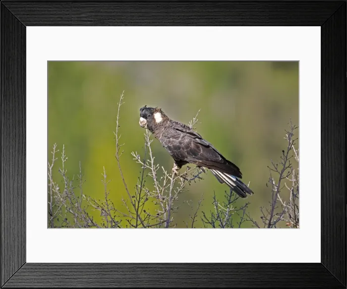 Framed Print : Short-billed Black-Cockatoo / Carnaby's Black-Cockatoo. In Kings Park, Perth. Other members of the flock were feeding nearby. Endemic to the far southwest of Western Australia. Inhabits forests and woodlands and pine plantations Framed Print : Short-billed Black-Cockatoo / Carnaby's Black-Cockatoo. In Kings Park, Perth. Other members of the flock were feeding nearby. Endemic to the far southwest of Western Australia. Inhabits forests and woodlands and pine plantations
