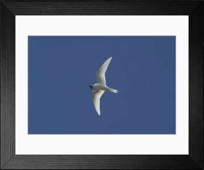 Framed Print : White Tern carrying a fish. In flight over Home Island, Cocos (Keeling) Islands, Indian Ocean Framed Print : White Tern carrying a fish. In flight over Home Island, Cocos (Keeling) Islands, Indian Ocean