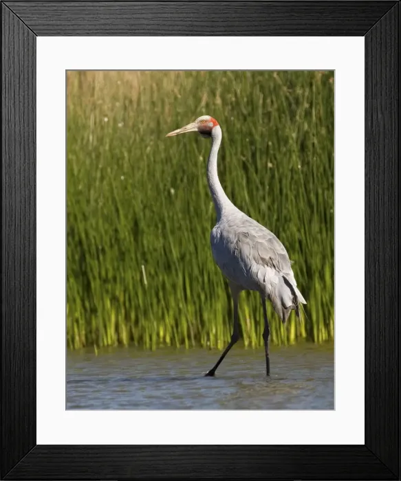 Framed Print : Brolga Crane Common across the north and northeast of Australia in wetlands, freshwater swamps, irrigated pastures, floodplains and billabongs. At Mt Barnett sewage ponds, Gibb River Road, Kimberley, Western Australia