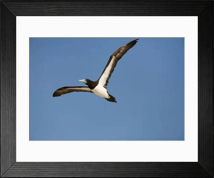 Framed Print : Brown Booby A tropical marine species common along the northern coast of Australia. At the Lacepede Islands off the Kimberley coast, northern Western Australia