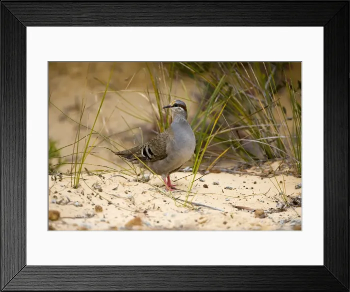 Framed Print : Brush Bronzewing At Little Beach, in the far south of Western Australia. Inhabits woodlands with dense undergrowth and heathlands with scattered trees Framed Print : Brush Bronzewing At Little Beach, in the far south of Western Australia. Inhabits woodlands with dense undergrowth and heathlands with scattered trees