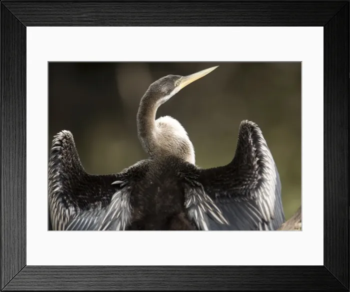 Framed Print : Darter - female drying wings Also known as Snake Bird owing to its snake like apearance when swimming and feeding. Marlgu Billabong, Parry Lagoons a Ramsar designated wetland in the far northeast of Western Australia Framed Print : Darter - female drying wings Also known as Snake Bird owing to its snake like apearance when swimming and feeding. Marlgu Billabong, Parry Lagoons a Ramsar designated wetland in the far northeast of Western Australia