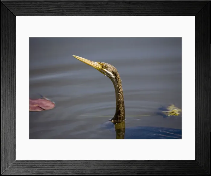 Framed Print : Darter - male Also known as Snake bird owing to its snake like apearance when swimming and feeding. Marlgu Billabong, Parry Lagoons a Ramsar designated wetland in the far northeast of Western Australia