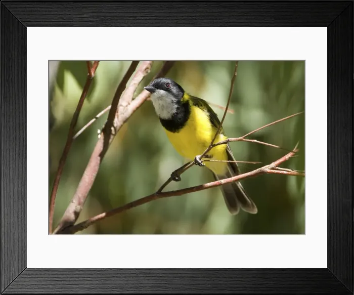 Framed Print : Golden Whistler male At South Nandelup Western Australia. Inhabits forests, woodlands, mallee and coastal vegetation in the east, south and west of Australia Framed Print : Golden Whistler male At South Nandelup Western Australia. Inhabits forests, woodlands, mallee and coastal vegetation in the east, south and west of Australia