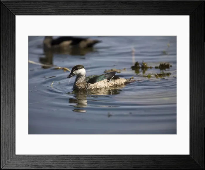 Framed Print : Green Pygmy-Goose Despite its name is in fact a small duck. Inhabits deep freshwater lagoons and billabongs in the far north of Australia. At Marlgu Billabong, Parry Lagoons, northeast of Western Australia