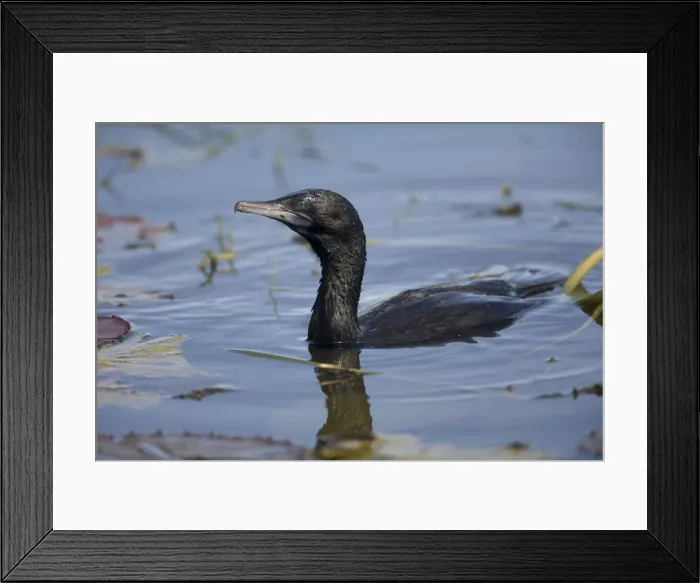 Framed Print : Little Black Cormorant - Found throughout much of Australia except the driest inland areas. Inhabits a diverse range of wet areas from shaded inland rivers to open lagoons and billabongs. Sometimes coastal Framed Print : Little Black Cormorant - Found throughout much of Australia except the driest inland areas. Inhabits a diverse range of wet areas from shaded inland rivers to open lagoons and billabongs. Sometimes coastal