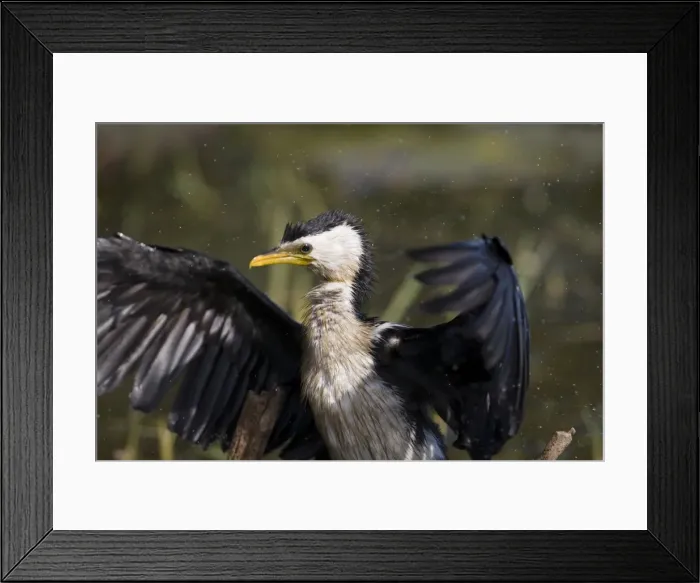Framed Print : Little Pied Cormorant shaking feathers At Marlgu Billabong, Parry Lagoons, Western Australia. Inhabits coastal and inland wetlands throughout most of Australia Framed Print : Little Pied Cormorant shaking feathers At Marlgu Billabong, Parry Lagoons, Western Australia. Inhabits coastal and inland wetlands throughout most of Australia