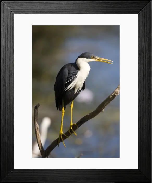Framed Print : Pied Heron - Inhabits coastal wetlands and billabongs in the far north of Australia. At Marlgu Billabong, Parry Lagoons, far northeast of Western Australia Framed Print : Pied Heron - Inhabits coastal wetlands and billabongs in the far north of Australia. At Marlgu Billabong, Parry Lagoons, far northeast of Western Australia
