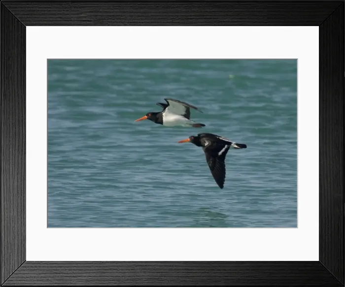 Framed Print : Pied Oystercatchers Widespread around Australian coasts, particularly along sandy beaches. At the Lacepede Islands off the Kimberley Coast, Western Australia Framed Print : Pied Oystercatchers Widespread around Australian coasts, particularly along sandy beaches. At the Lacepede Islands off the Kimberley Coast, Western Australia