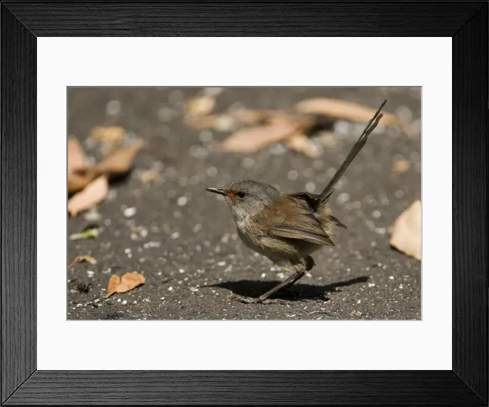 Framed Print : Red-winged Fairywren - Female. At the Gloucester Tree near Pemberton in the far southwest of Western Australia. Endemic to the far southwest of Western Australia Framed Print : Red-winged Fairywren - Female. At the Gloucester Tree near Pemberton in the far southwest of Western Australia. Endemic to the far southwest of Western Australia