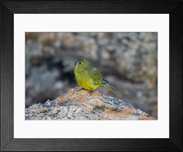 Framed Print : Rock Parrot - On rocks at the beach at Two Peoples Bay, on the southern coast of Western Australia. Strictly coastal in southern Western Australia and South Australia Framed Print : Rock Parrot - On rocks at the beach at Two Peoples Bay, on the southern coast of Western Australia. Strictly coastal in southern Western Australia and South Australia