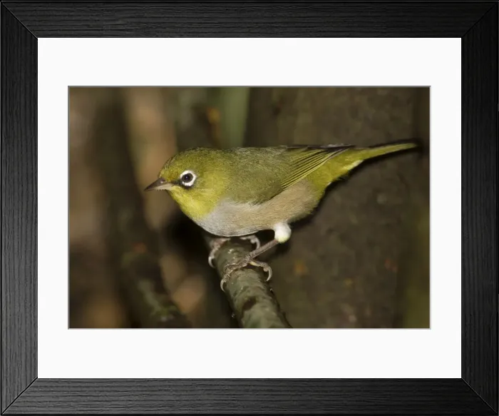 Framed Print : Silvereye This is the green-backed Western Australian form. Coming to drink at a leaking tank near Cape Naturaliste Lighthouse, Western Australia Framed Print : Silvereye This is the green-backed Western Australian form. Coming to drink at a leaking tank near Cape Naturaliste Lighthouse, Western Australia