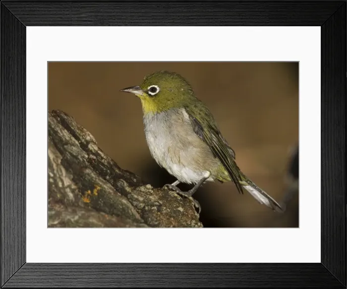 Framed Print : Silvereye wet from bathing This is the green-backed Western Australian form. Coming to drink at a leaking tank near Cape Naturaliste Lighthouse, Western Australia Framed Print : Silvereye wet from bathing This is the green-backed Western Australian form. Coming to drink at a leaking tank near Cape Naturaliste Lighthouse, Western Australia