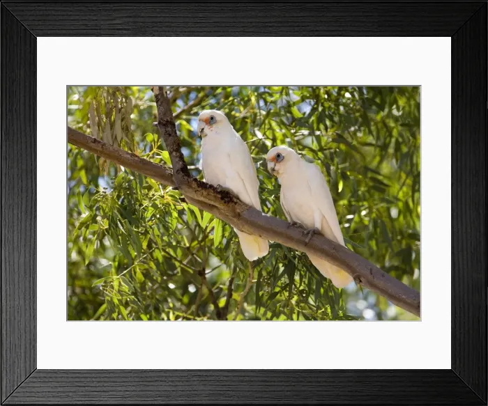 Framed Print : Western Corella Sheltering from the sun toward midday at Wongan Hills township. Inhabits woodlands and farmlands with trees in southwest Western Australia Framed Print : Western Corella Sheltering from the sun toward midday at Wongan Hills township. Inhabits woodlands and farmlands with trees in southwest Western Australia