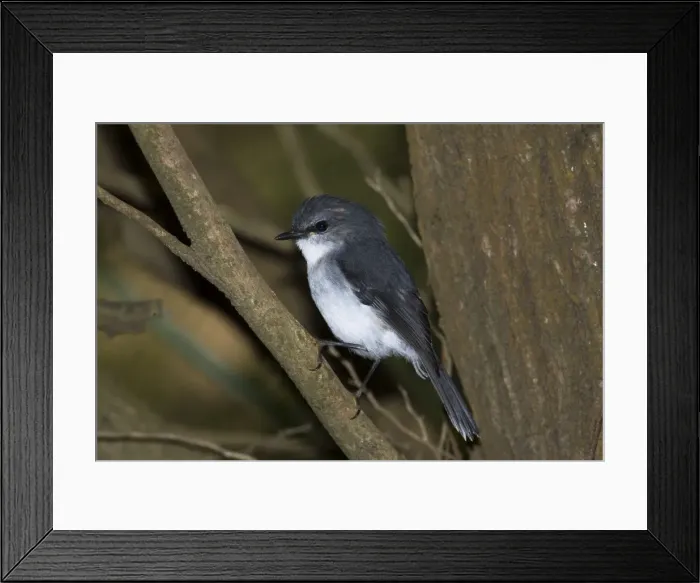 Framed Print : White-breasted Robin Inhabits forest undergrowth and coastal vegetation. Endemic to the far south of Western Australia. At Cheyne's Beach Caravan Park Framed Print : White-breasted Robin Inhabits forest undergrowth and coastal vegetation. Endemic to the far south of Western Australia. At Cheyne's Beach Caravan Park