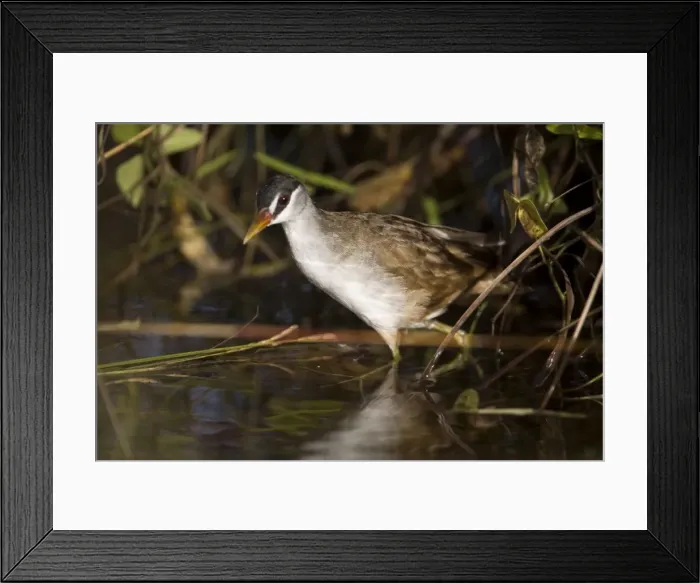 Framed Print : White-browed Crake A bird of wetlands in the far north of Australia. Common in optimum habitat. Nomadic to ephemeral water where it breeds and then departs. At Kupungarri sewage ponds which had water in for the first time for many years Framed Print : White-browed Crake A bird of wetlands in the far north of Australia. Common in optimum habitat. Nomadic to ephemeral water where it breeds and then departs. At Kupungarri sewage ponds which had water in for the first time for many years