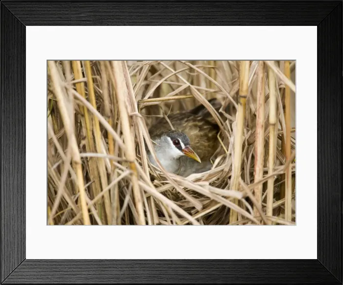 Framed Print : White-browed Crake incubating A bird of wetlands in the far north of Australia. Common in optimum habitat. Nomadic to ephemeral water where it breeds and then departs Framed Print : White-browed Crake incubating A bird of wetlands in the far north of Australia. Common in optimum habitat. Nomadic to ephemeral water where it breeds and then departs