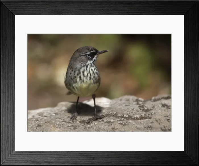 Framed Print : White-browed Scrubwren Also known as Spotted Scrubwren. At the Berry Farm near Margaret River far south of Western Australia. Inhabits a variety of low scrub, heaths, mangroves, forest undergrowth and swamp thickets Framed Print : White-browed Scrubwren Also known as Spotted Scrubwren. At the Berry Farm near Margaret River far south of Western Australia. Inhabits a variety of low scrub, heaths, mangroves, forest undergrowth and swamp thickets