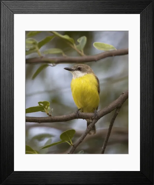 Framed Print : White-throated Gerygone This subspecies lacking the white at the base of the tail is found only in the far north of Northern Teritory and the Kimberley. Inhabits open woodland and trees along watercourses Framed Print : White-throated Gerygone This subspecies lacking the white at the base of the tail is found only in the far north of Northern Teritory and the Kimberley. Inhabits open woodland and trees along watercourses