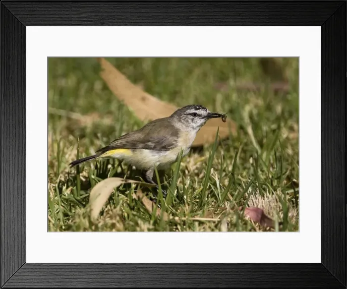 Framed Print : Yellow-rumped Thornbill At Herdsman Lake, Perth, Western Australia. Best known and most widespread thornbill found in most areas with trees, except the far north. Also towns and urban gardens. Australian endemic Framed Print : Yellow-rumped Thornbill At Herdsman Lake, Perth, Western Australia. Best known and most widespread thornbill found in most areas with trees, except the far north. Also towns and urban gardens. Australian endemic