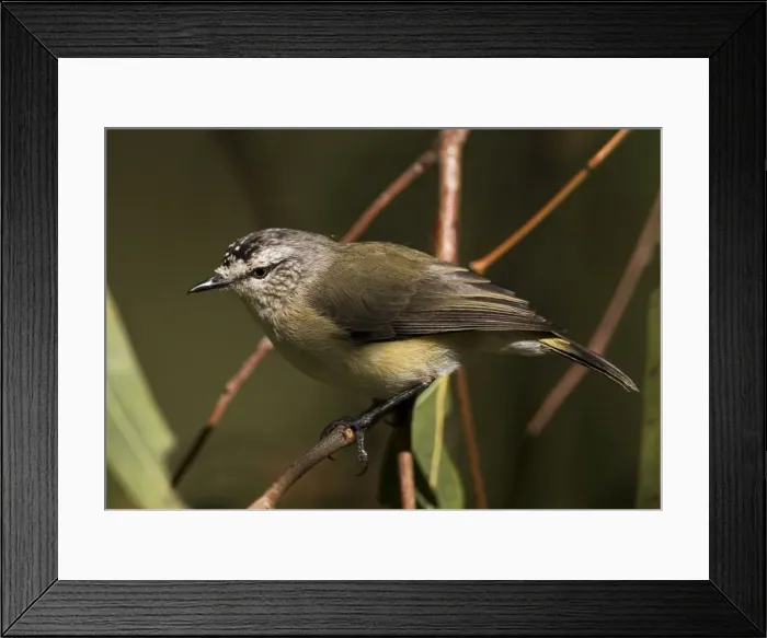 Framed Print : Yellow-rumped Thornbill At Herdsman Lake, Perth, Western Australia. Best known and most widespread thornbill found in most areas with trees, except the far north. Also towns and urban gardens. Australian endemic Framed Print : Yellow-rumped Thornbill At Herdsman Lake, Perth, Western Australia. Best known and most widespread thornbill found in most areas with trees, except the far north. Also towns and urban gardens. Australian endemic
