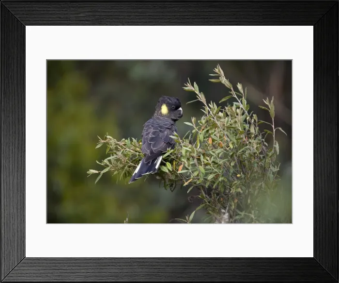Framed Print : Yellow-tailed Black-Cockatoo - Female. Found in Southeast Australia and Tasmania where it was photographed. Feeds on seeds of native plants including eucalypts, banksias and hakeas. Nomadic. Moderately common Framed Print : Yellow-tailed Black-Cockatoo - Female. Found in Southeast Australia and Tasmania where it was photographed. Feeds on seeds of native plants including eucalypts, banksias and hakeas. Nomadic. Moderately common